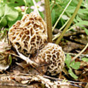 Morel Mushrooms Art Print