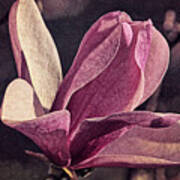Morning Magnolia Brocade Art Print