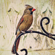 Morning Songbird Art Print