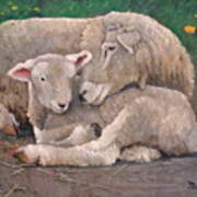 Mother And Lamb Art Print