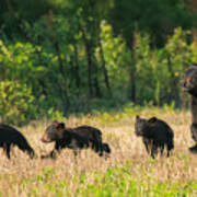 Mother Black Bear And Three Cubs 7006 Art Print