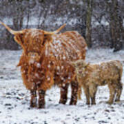Mother's Love - Scottish Highland Cow And Calf In Snowy Pasture Art Print