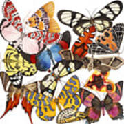 Moths And More Moths Art Print