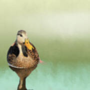Mottled Duck Reflection Art Print