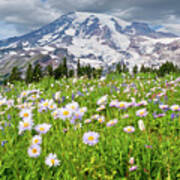 Mount Rainier And A Meadow Of Aster Art Print