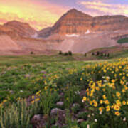 Mount Timpanogos Wildflower Sunset - Utah Art Print