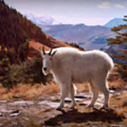 Mountain Goat Art Print