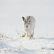 Mountain Hare Approaching Art Print