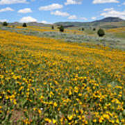 Mountain Meadows Of Yellow Wildflowers Art Print