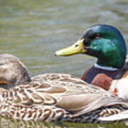 Mr And Mrs Mallard Art Print