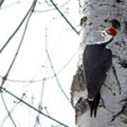 Mr. Pileated Woodpecker Art Print