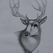Mule Deer Ii Art Print