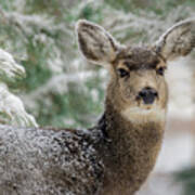 Mule Deer In Snow 2 Art Print