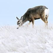 Mule Deer In The Snow Art Print