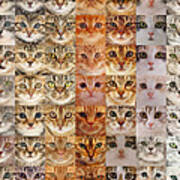Multiple Cats From White To Black Art Print