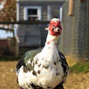 Muscovy Duck Art Print