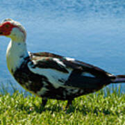 Muscovy Ducks Are Butt-ugly Art Print