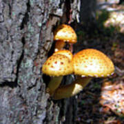 Mushrooms On A Tree Art Print