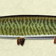 Muskie Id Art Print