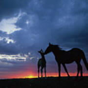 Mustang And Foal At Sunset Art Print