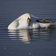 Mute Swan Resting In Rippling Water Art Print