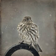 My Winter Sparrow Art Print
