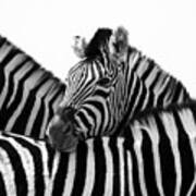 Namibia Zebras Iii Art Print