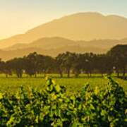 Napa Valley Vineyard At Dusk Art Print