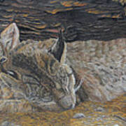 Naptime - Canadian Lynx Art Print