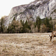 Natural Deer Yosemite National Park Art Print