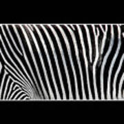 Natures Natural Patterns #2 ..zebra Art Print