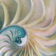 Nautilus #1, Embryo Art Print