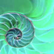 Nautilus Aqua Spiral Art Print
