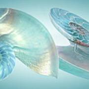 Nautilus Jewel Of The Sea Art Print