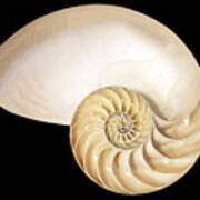 Nautilus Shell Art Print