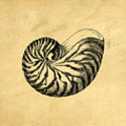 Nautilus Shell Vintage Art Print