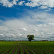 Nebraska Cornfield Art Print