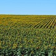 Nebraska Field Of Sunflowers - Landscape View Art Print