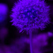 Neon Purple Dandolion Photograph by Lesa Fine - Pixels