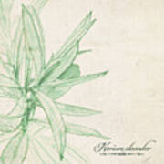 Nerium Oleander Art Print