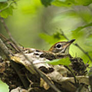 Wood Thrush Nest Art Print