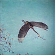 Nesting Heron In Flight Art Print