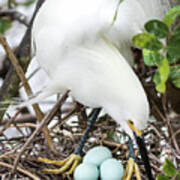 Nesting Snowy Egret Art Print