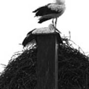 Nesting Storks Art Print