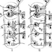 Neuroglia Cells Illustrated By Cajal Art Print