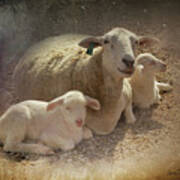 New Baby Lambs Art Print