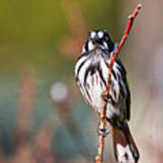 New Holland Honeyeater Art Print