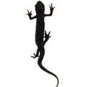 Amphibian Lizard Design Art Print