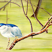 Night Heron At Ravenswood Art Print