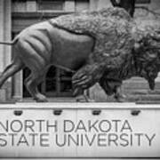 North Dakota State University Buffalo Art Print